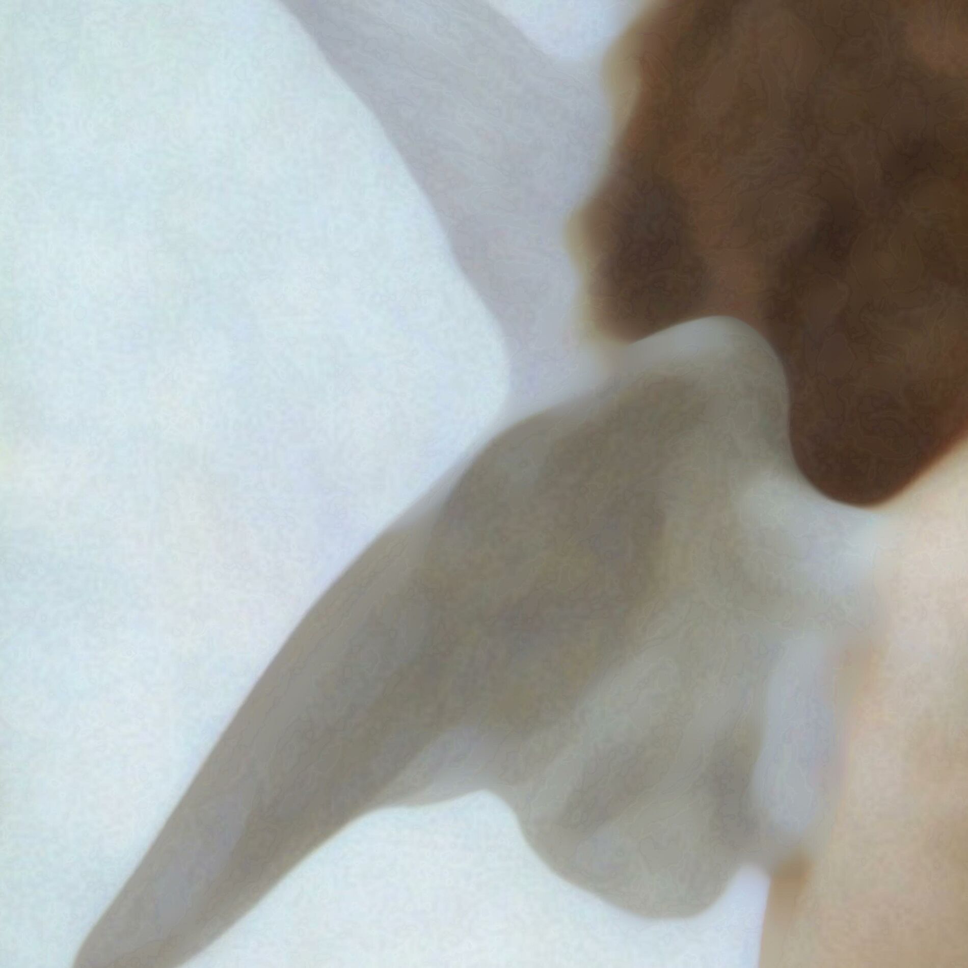 Album cover of Cupid