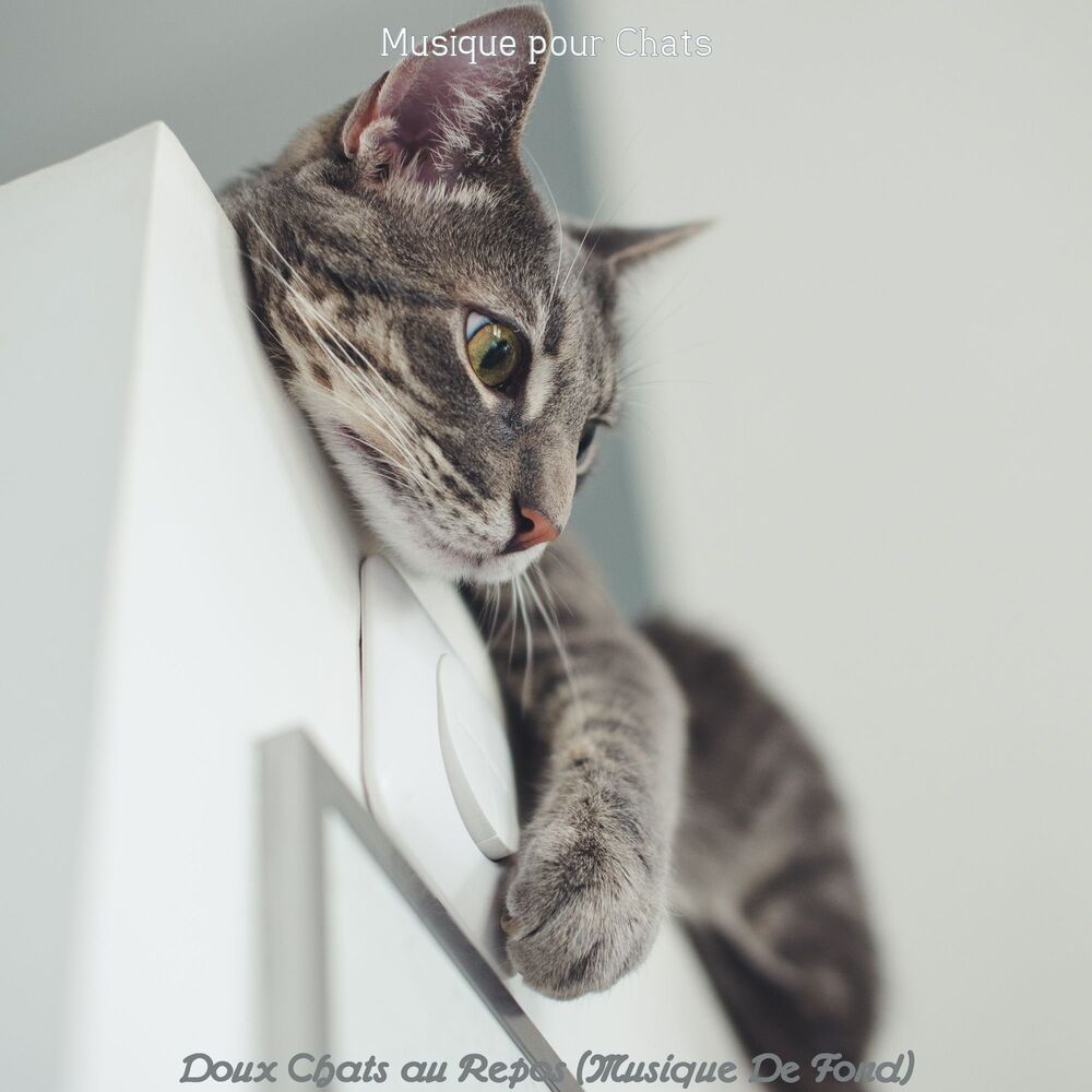 Picture of Doux Chats au Repos (Musique De Fond)