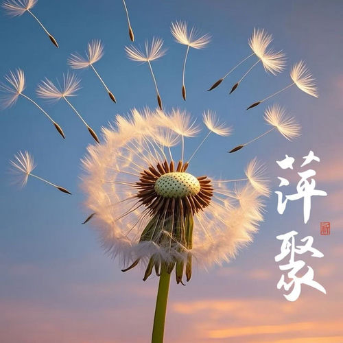 萍聚