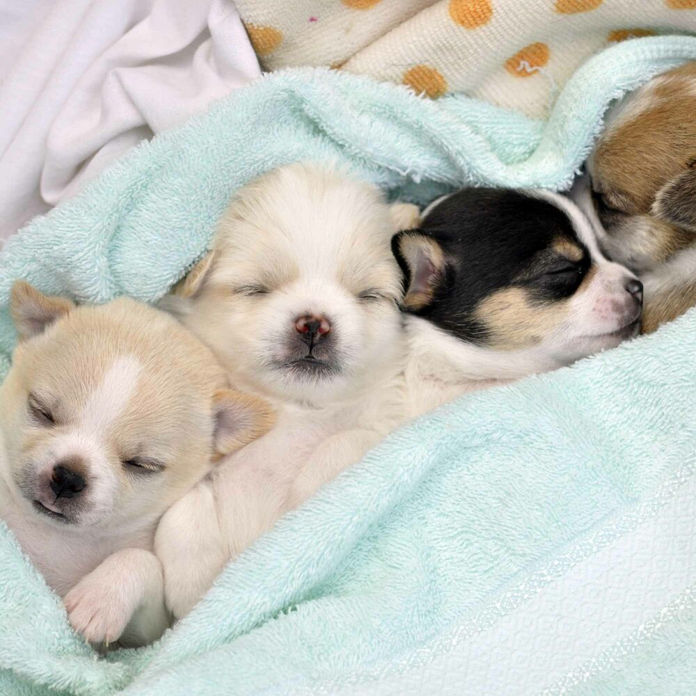 Picture of Bgm for Chilled Pooches
