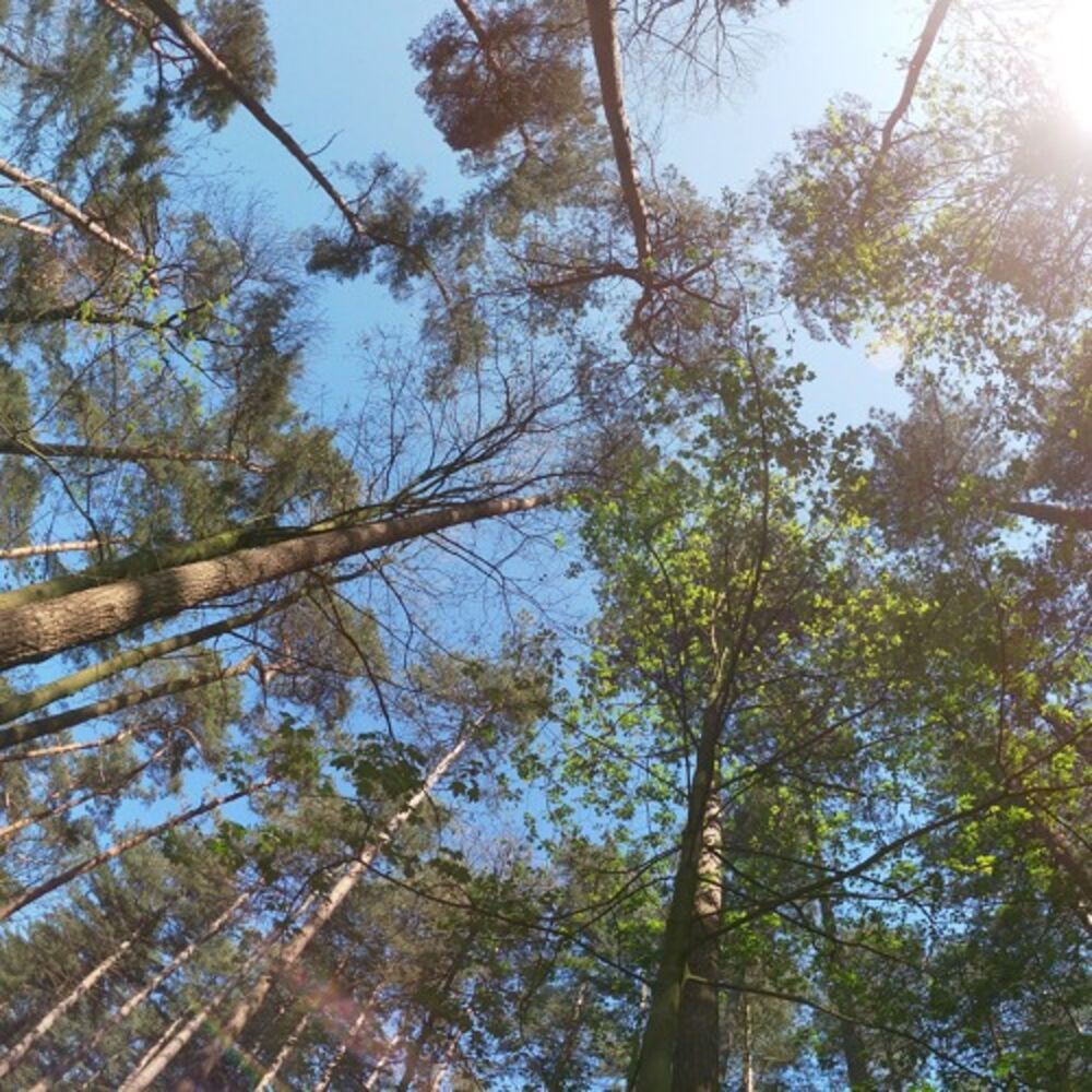 Picture of Sequoia