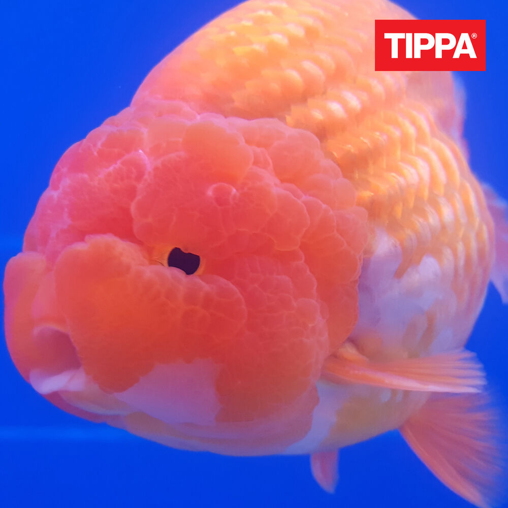 Picture of Matias