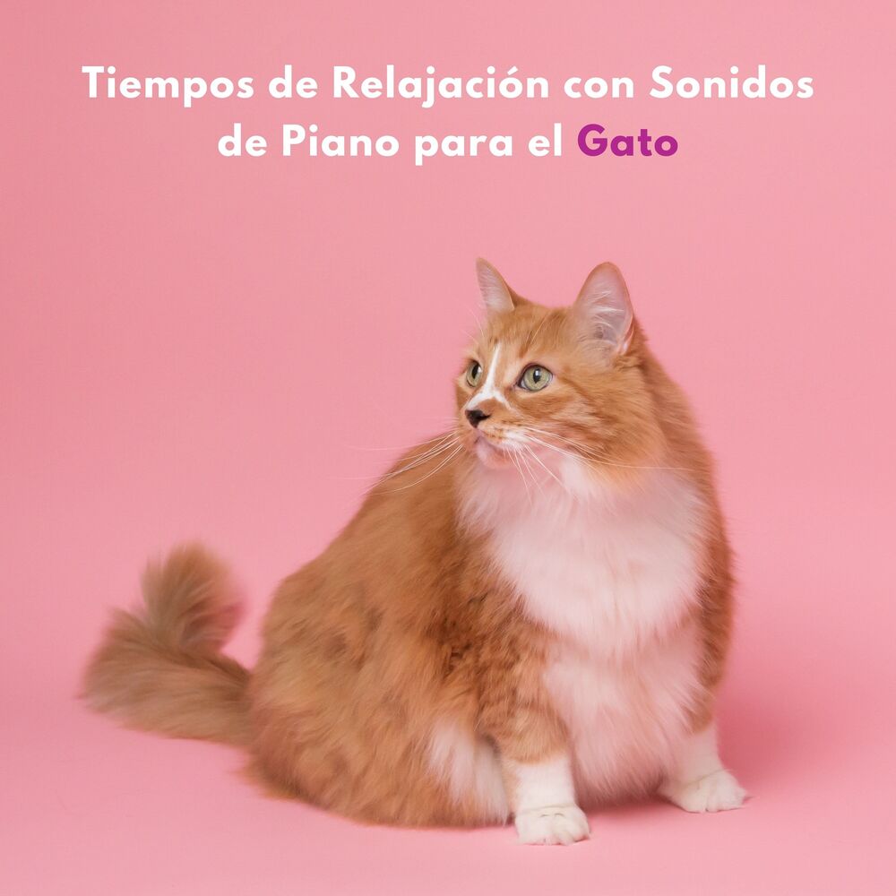 Picture of Tiempos De Relajación Con Sonidos De Piano Para El Gato