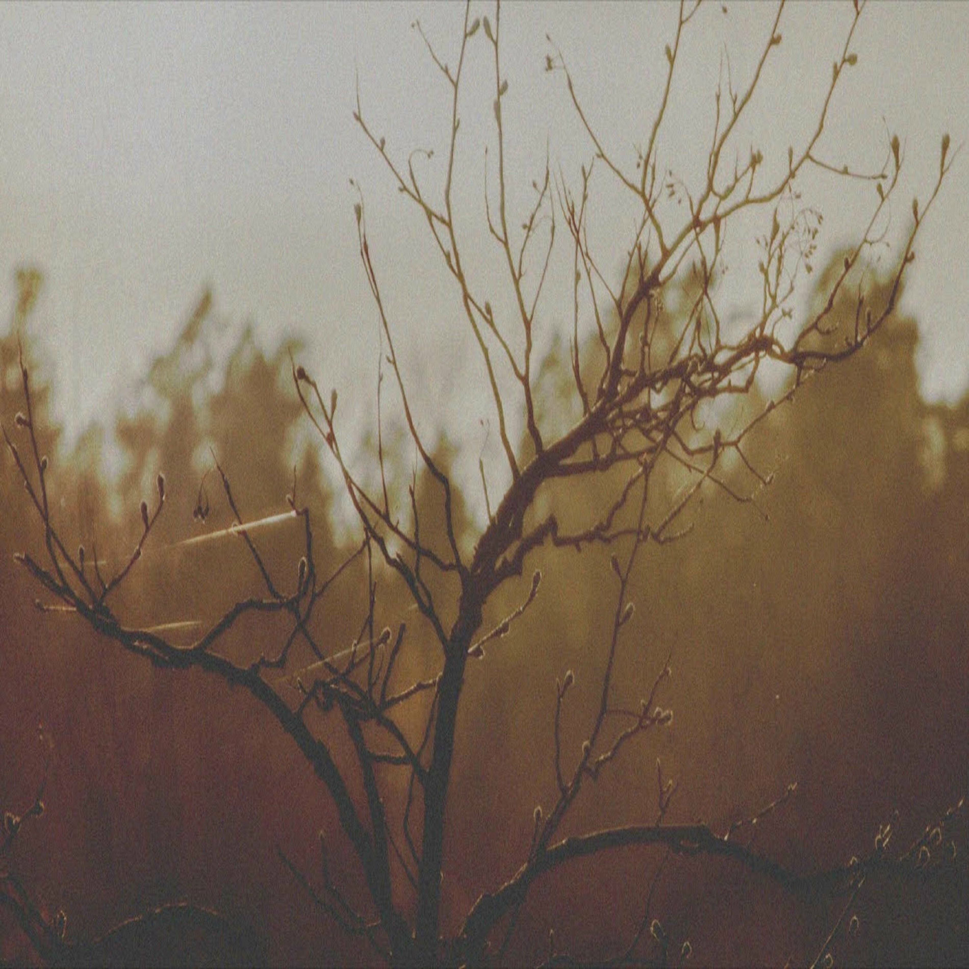 Album cover of Transience