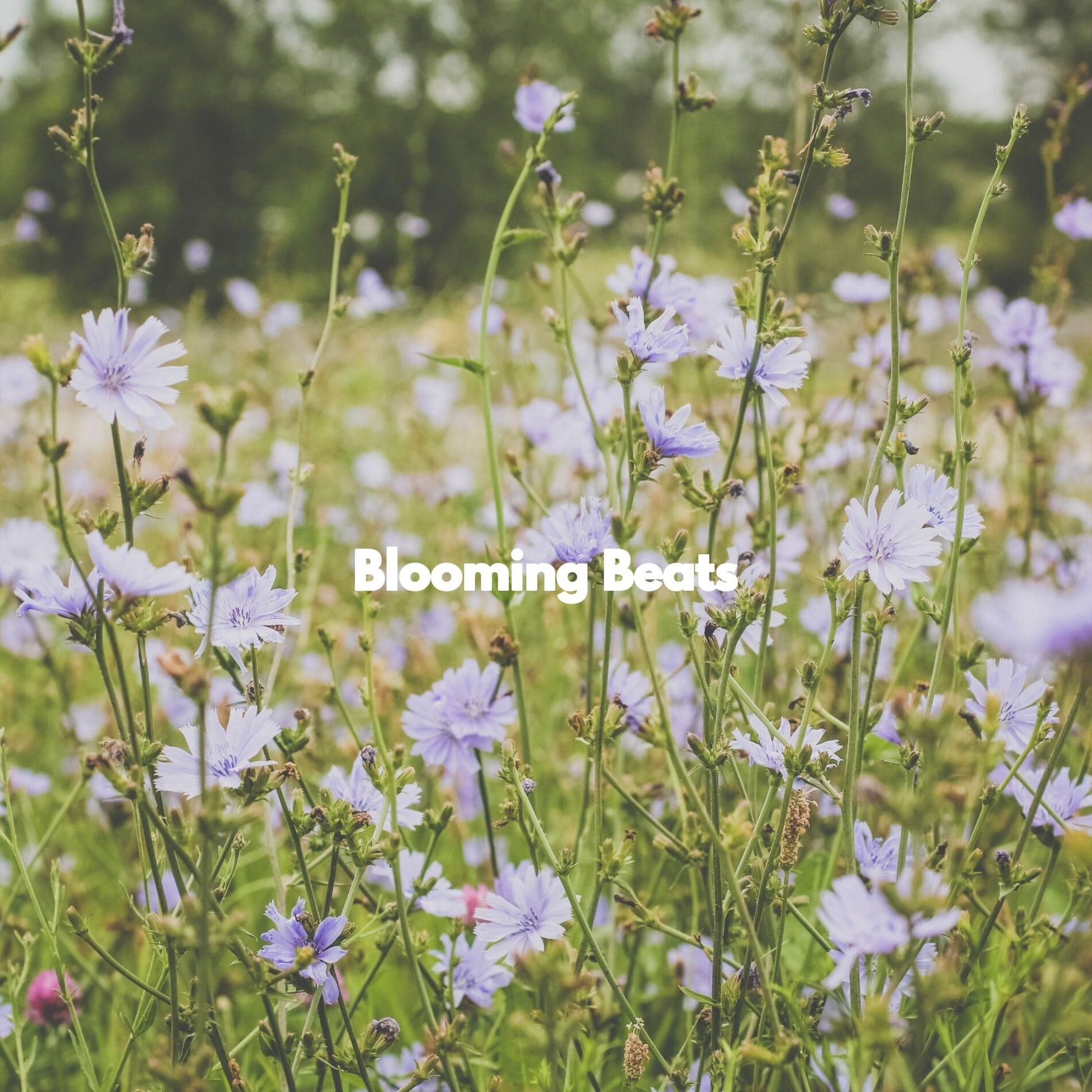 Album cover of Blooming Beats