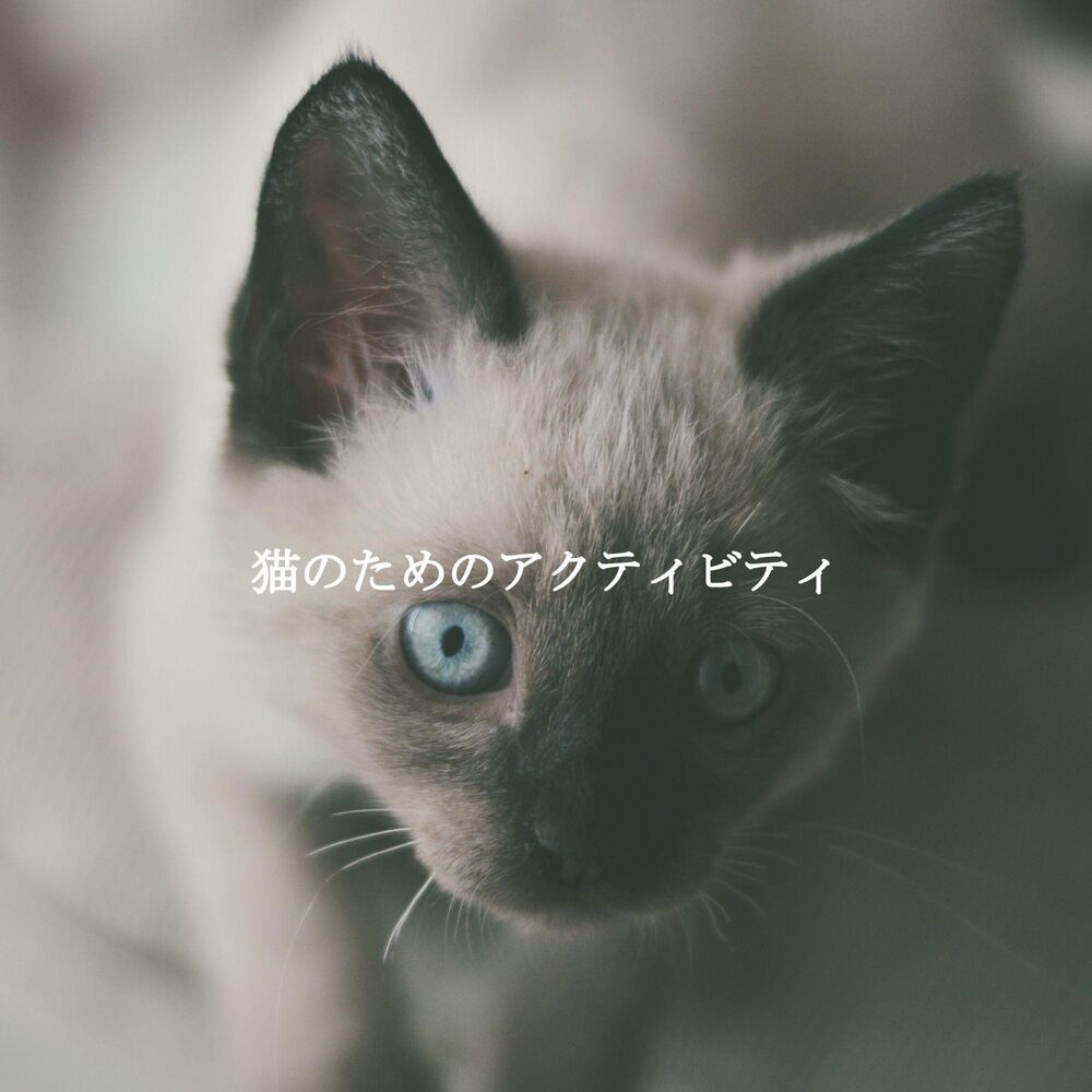 Picture of 猫のためのアクティビティ