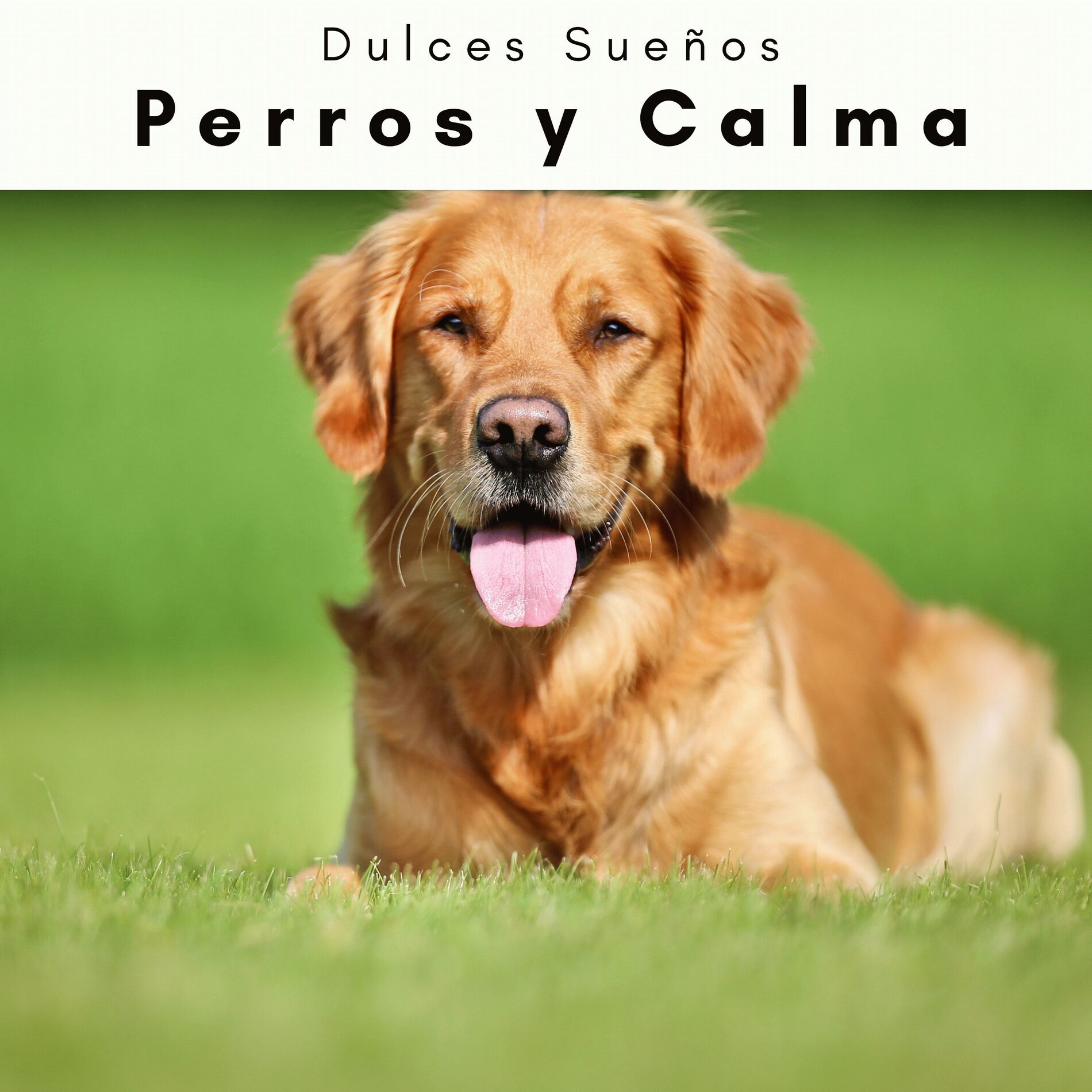 Album cover of 1 Perros y Calma
