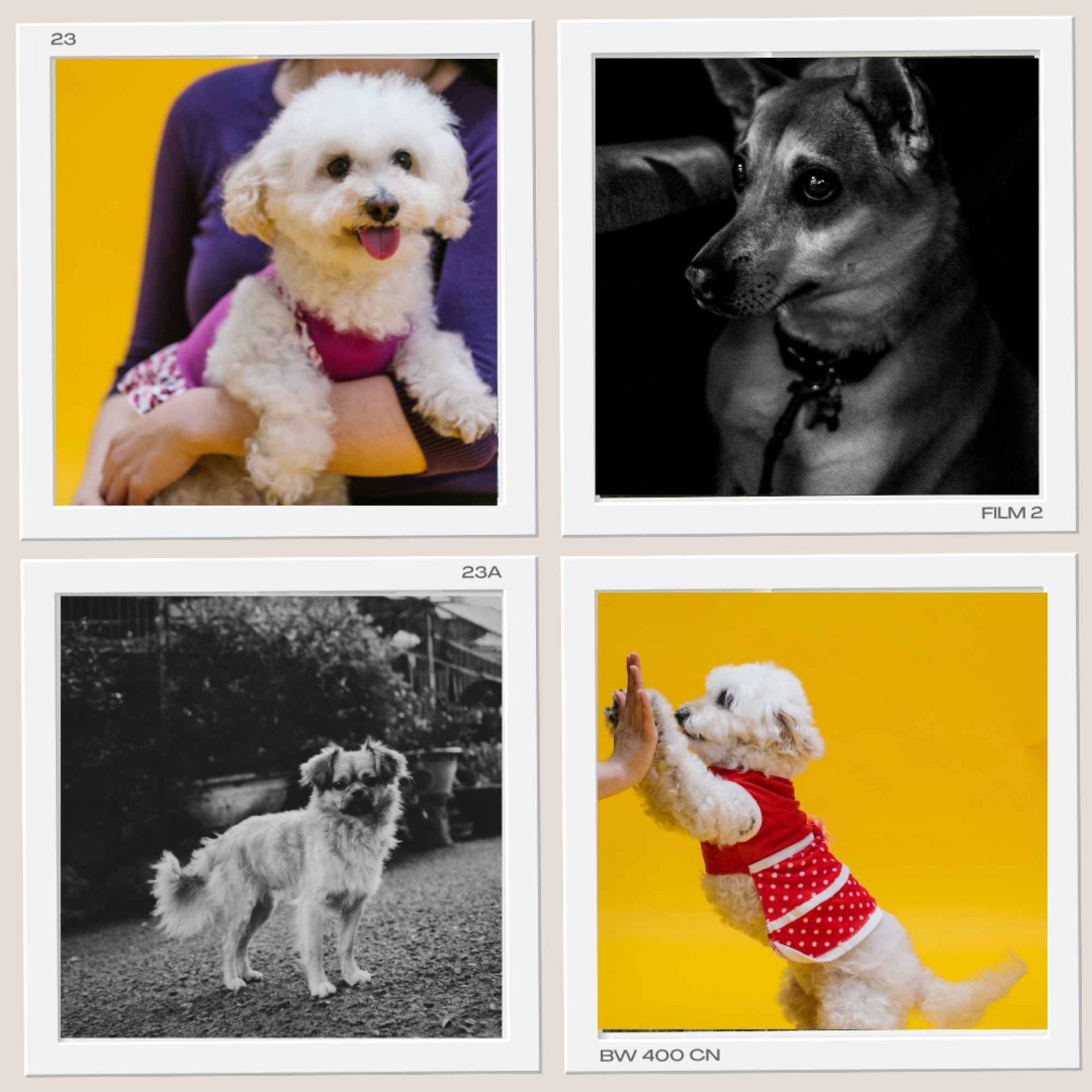 Album cover of Simple (Cozy Dogs)
