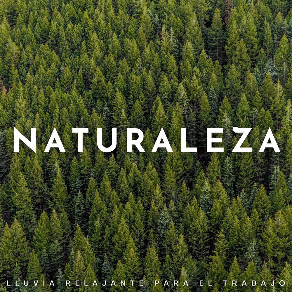 Picture of Naturaleza: Lluvia Relajante Para El Trabajo