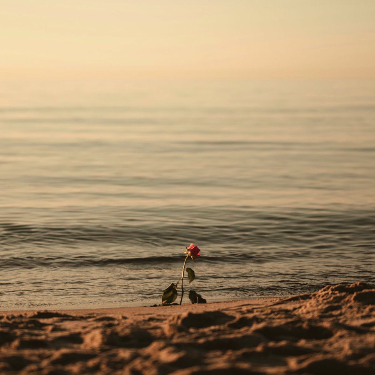 Album cover of Mist Over Shore