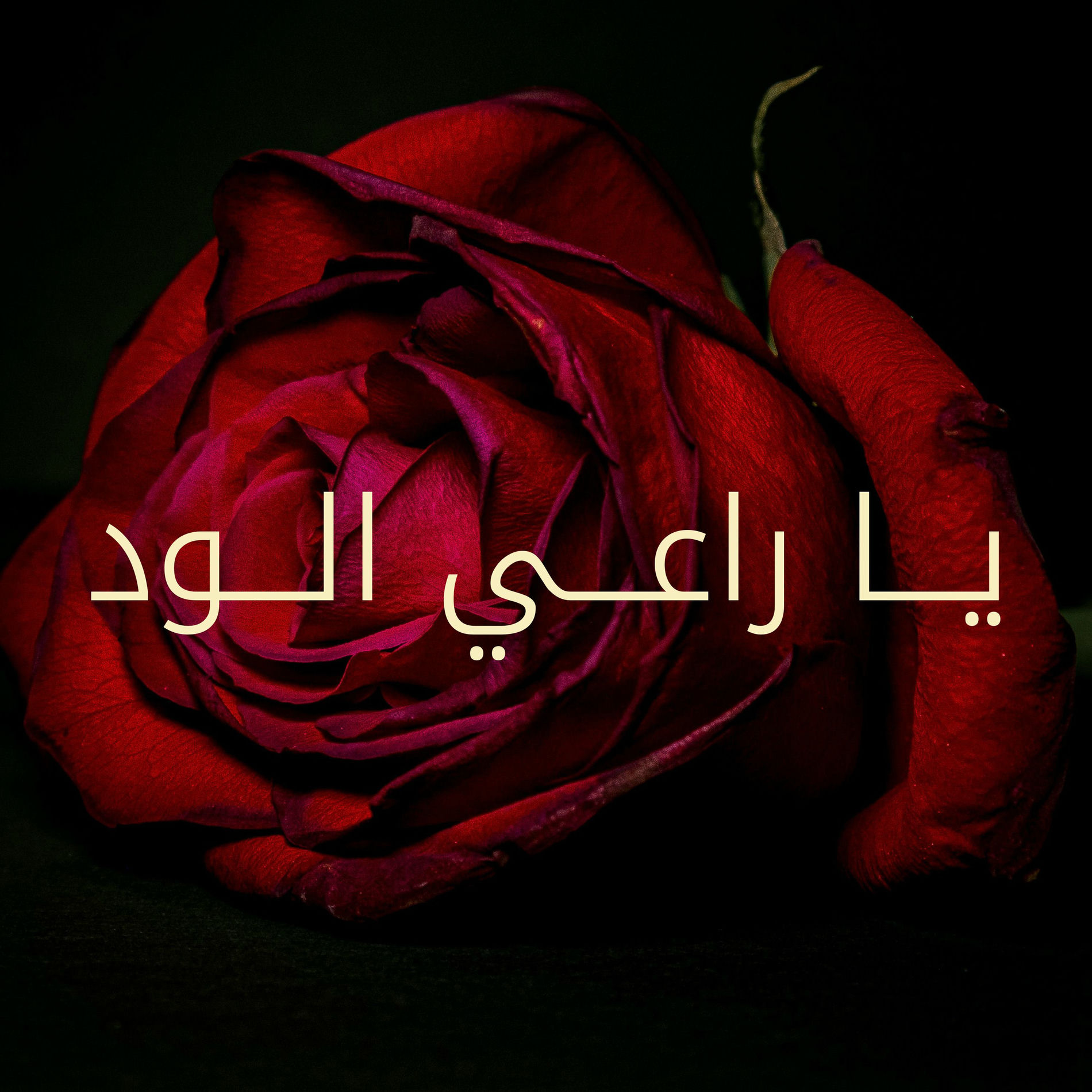 Album cover of يا راعي الود