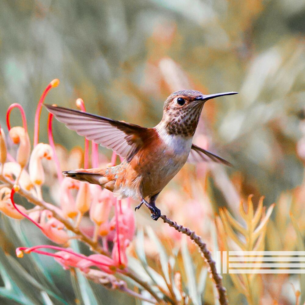 Picture of Singing Birds Compilation