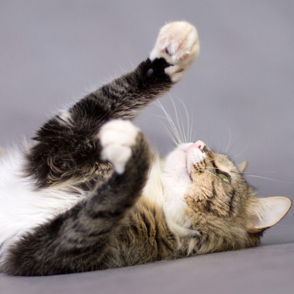 Picture of Lounge Cat Grooves: Jazzed Up Feline Energy for Playful Cat Moments