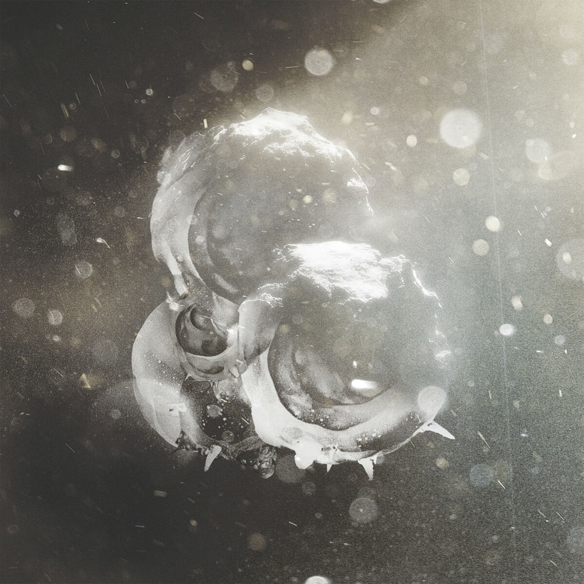 Album cover of Night Sun