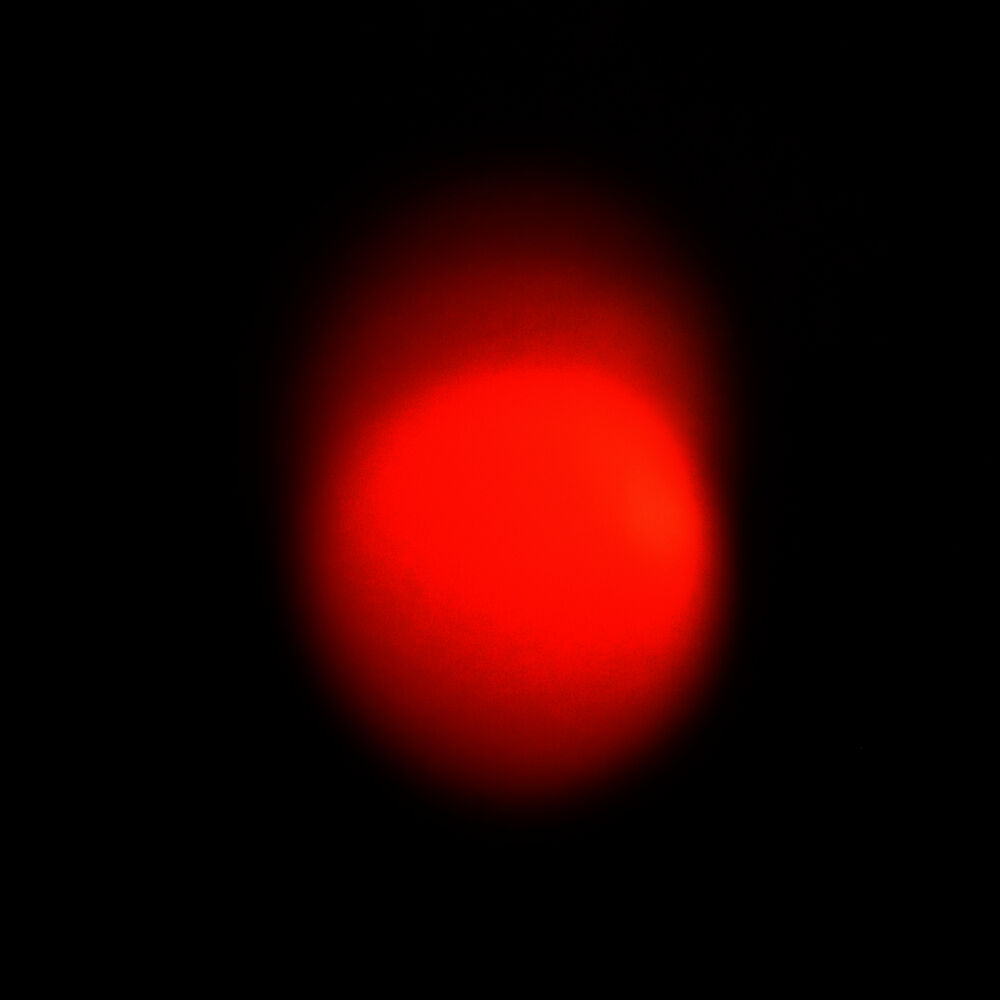 Picture of Orange Morning