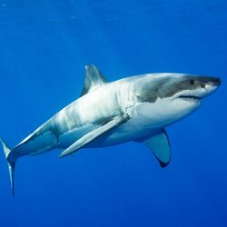 Cover of with the big sharks