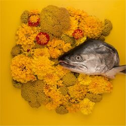 Cover of Fish Eyes EP