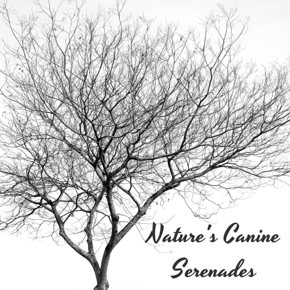 Picture of Piano Paws: Nature's Canine Serenades