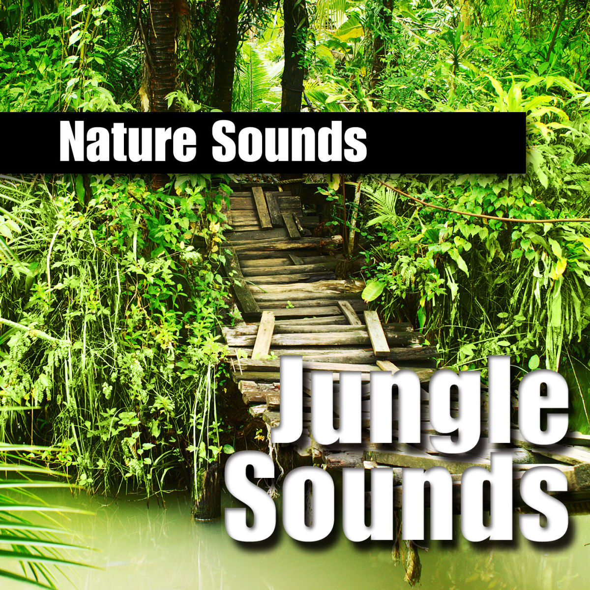 Album cover of Nature Sounds: Jungle Sounds
