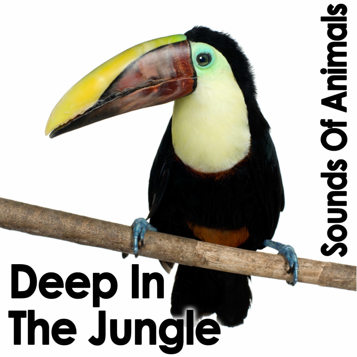Album cover of Night Sounds In Central African Republic