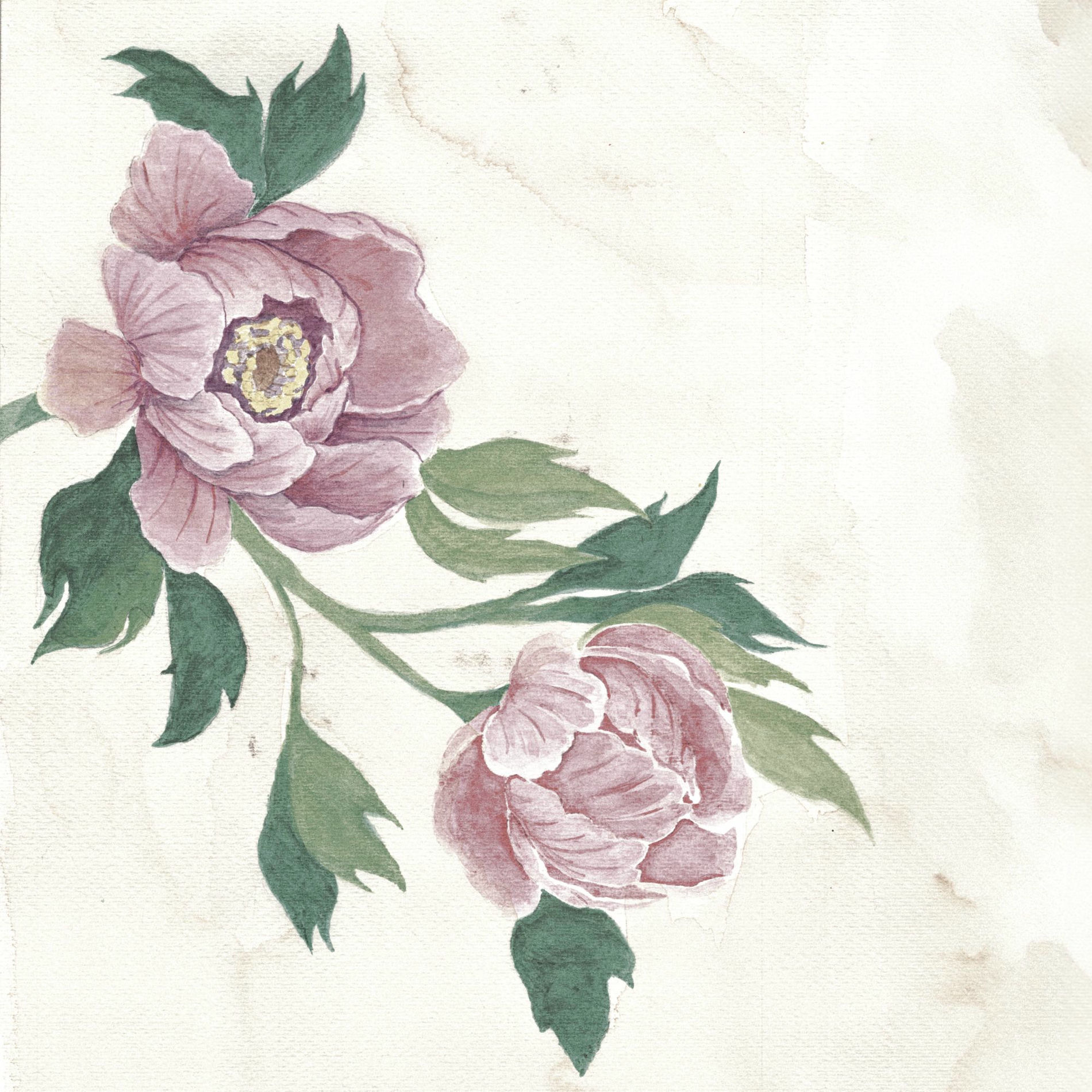 Album cover of Inmarcesible
