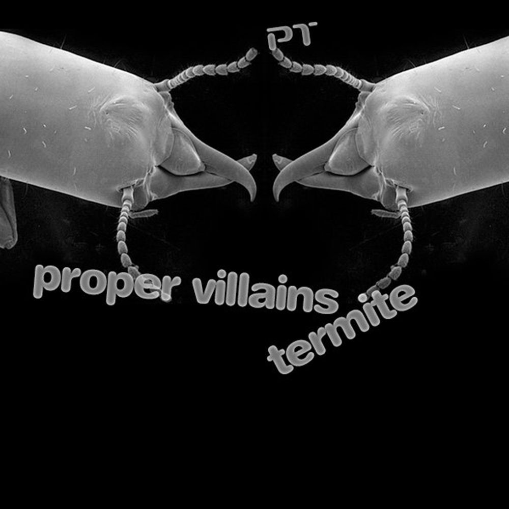 Picture of Termite
