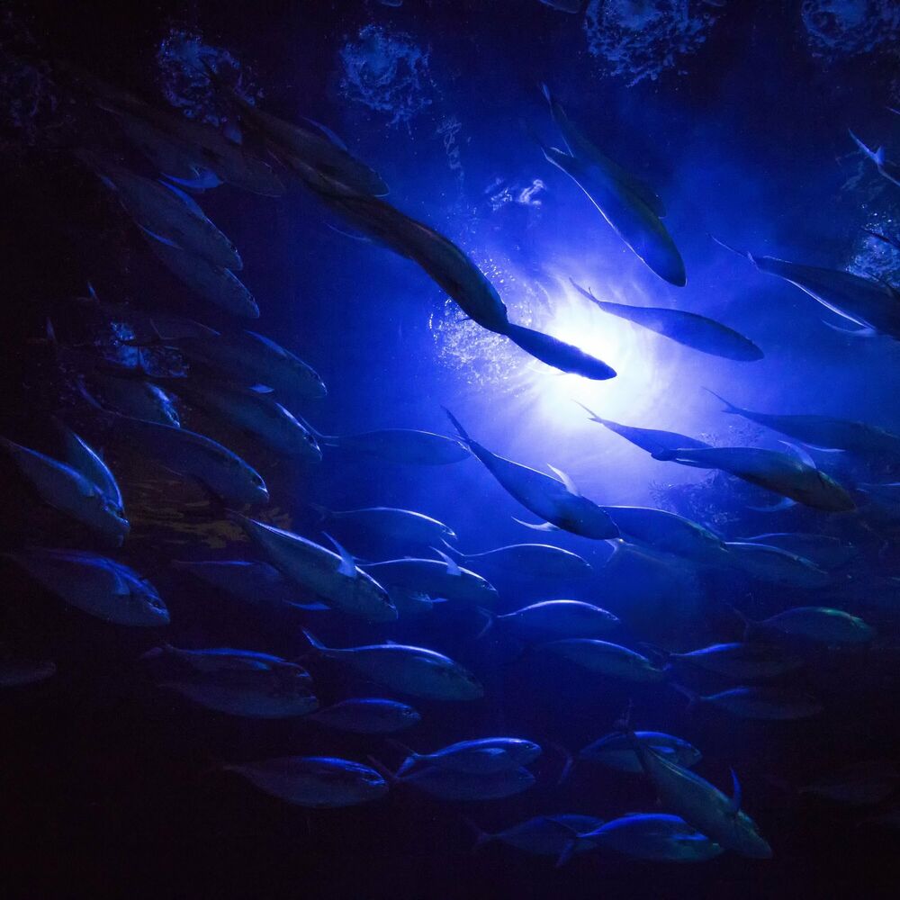 Picture of Deep Journey
