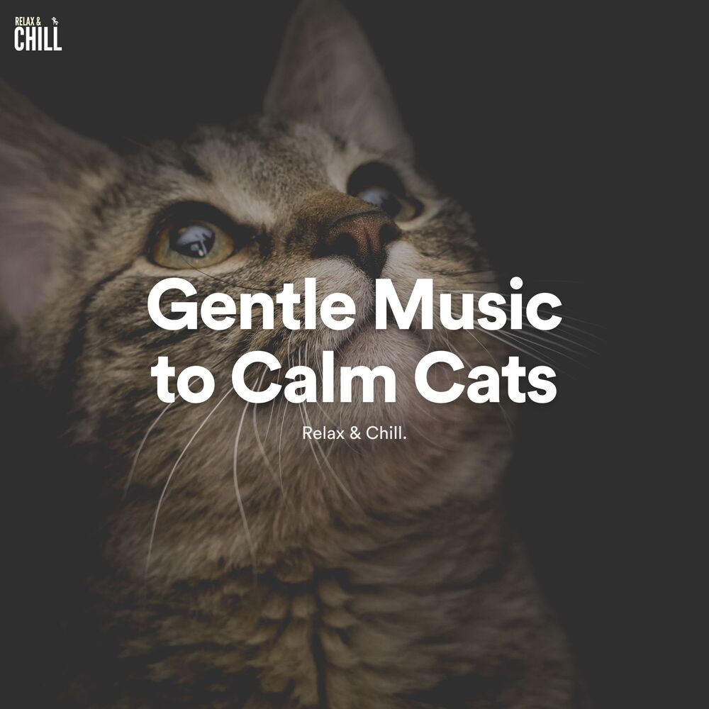 Picture of Gentle Music to Calm Cats
