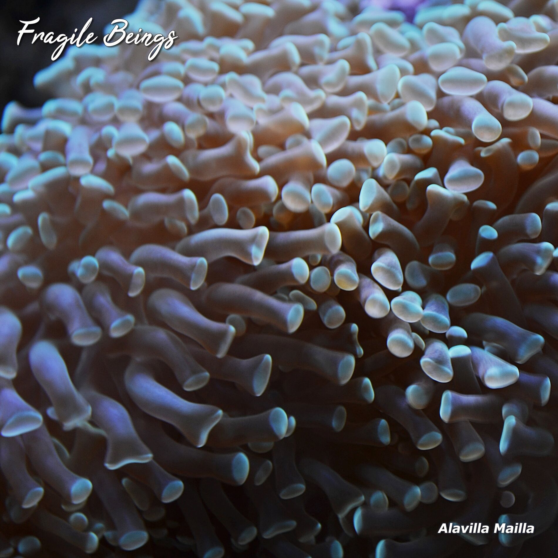 Album cover of Fragile Beings
