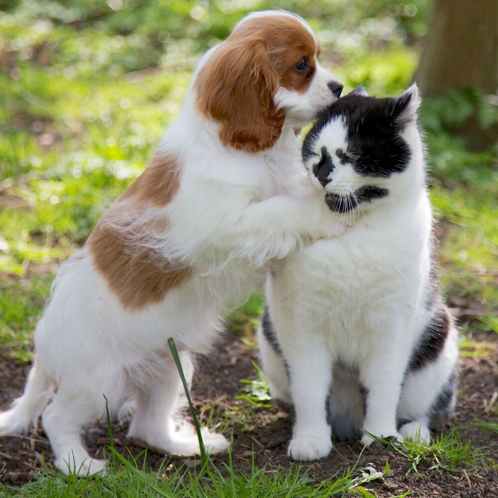 Picture of Pawsome Nature's Harmony: Binaural Bliss for Calming Pets