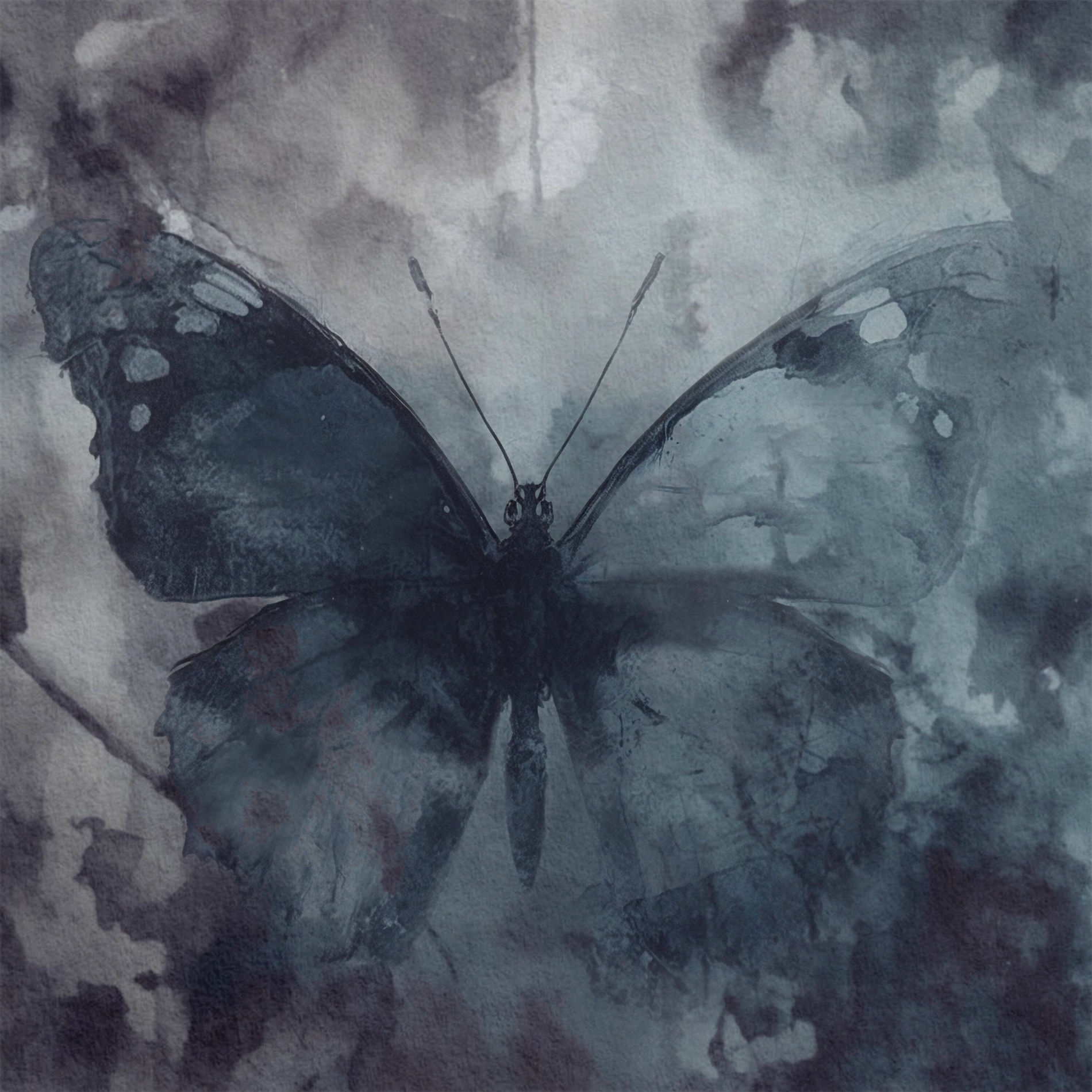 Album cover of The Butterfly