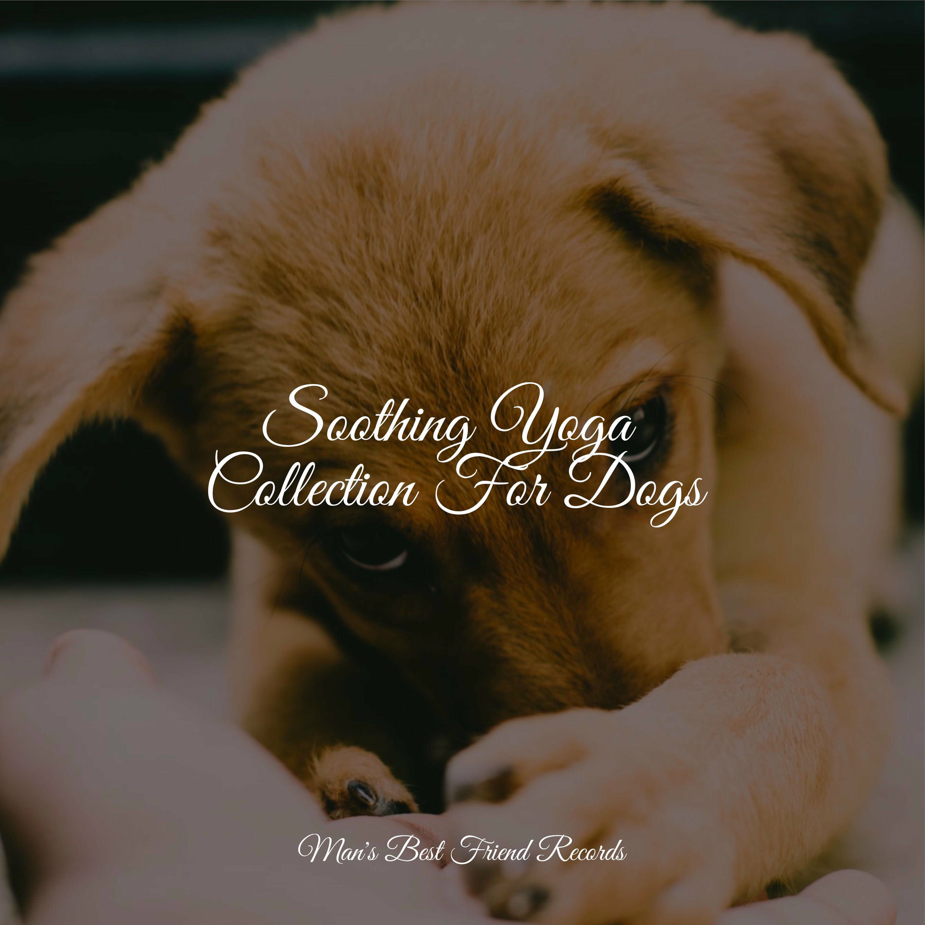 Album cover of Soothing Yoga Collection For Dogs