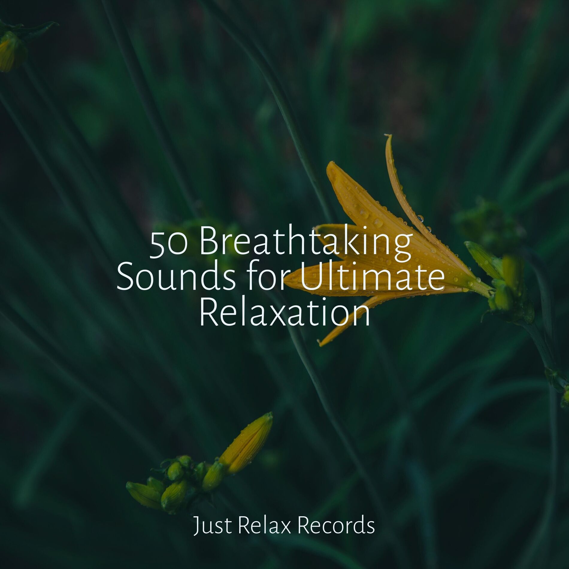 Album cover of 50 Breathtaking Sounds for Ultimate Relaxation