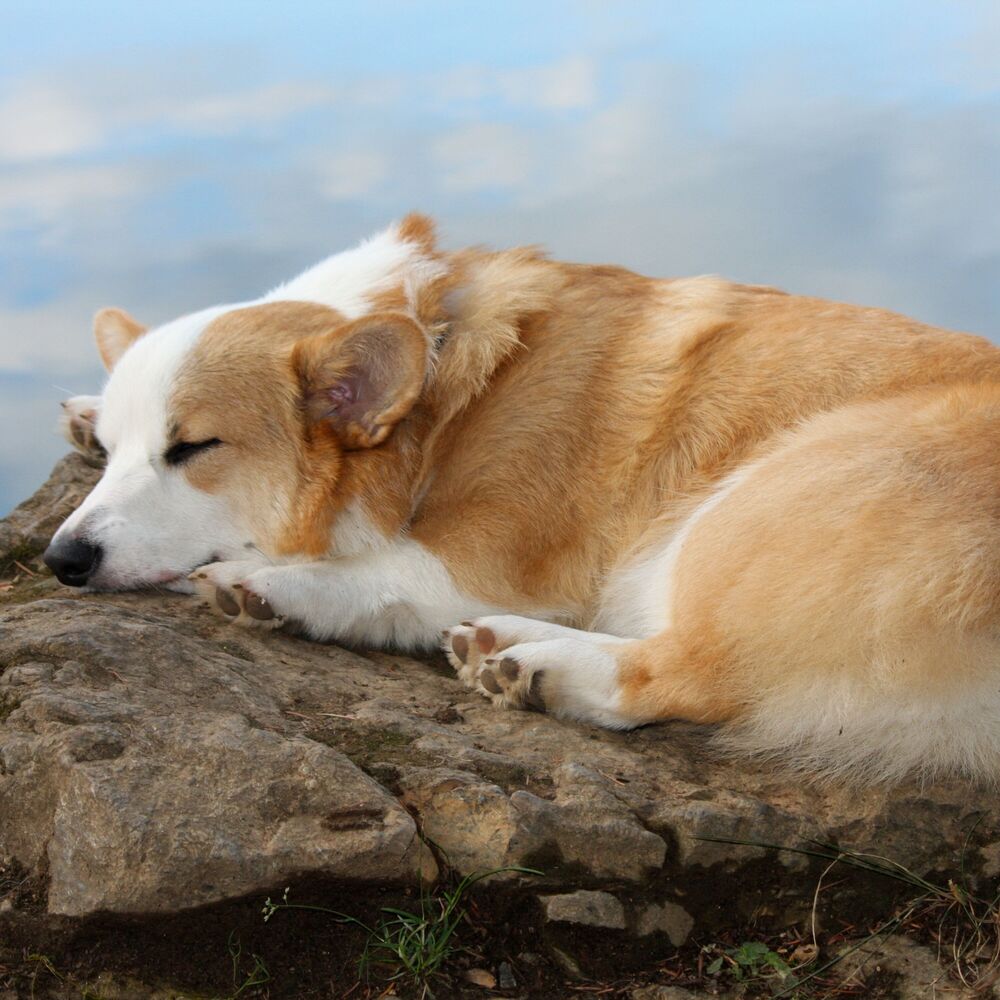 Picture of Oceanic Dog Woofscapes: Binaural Serenades for Tranquil Naps
