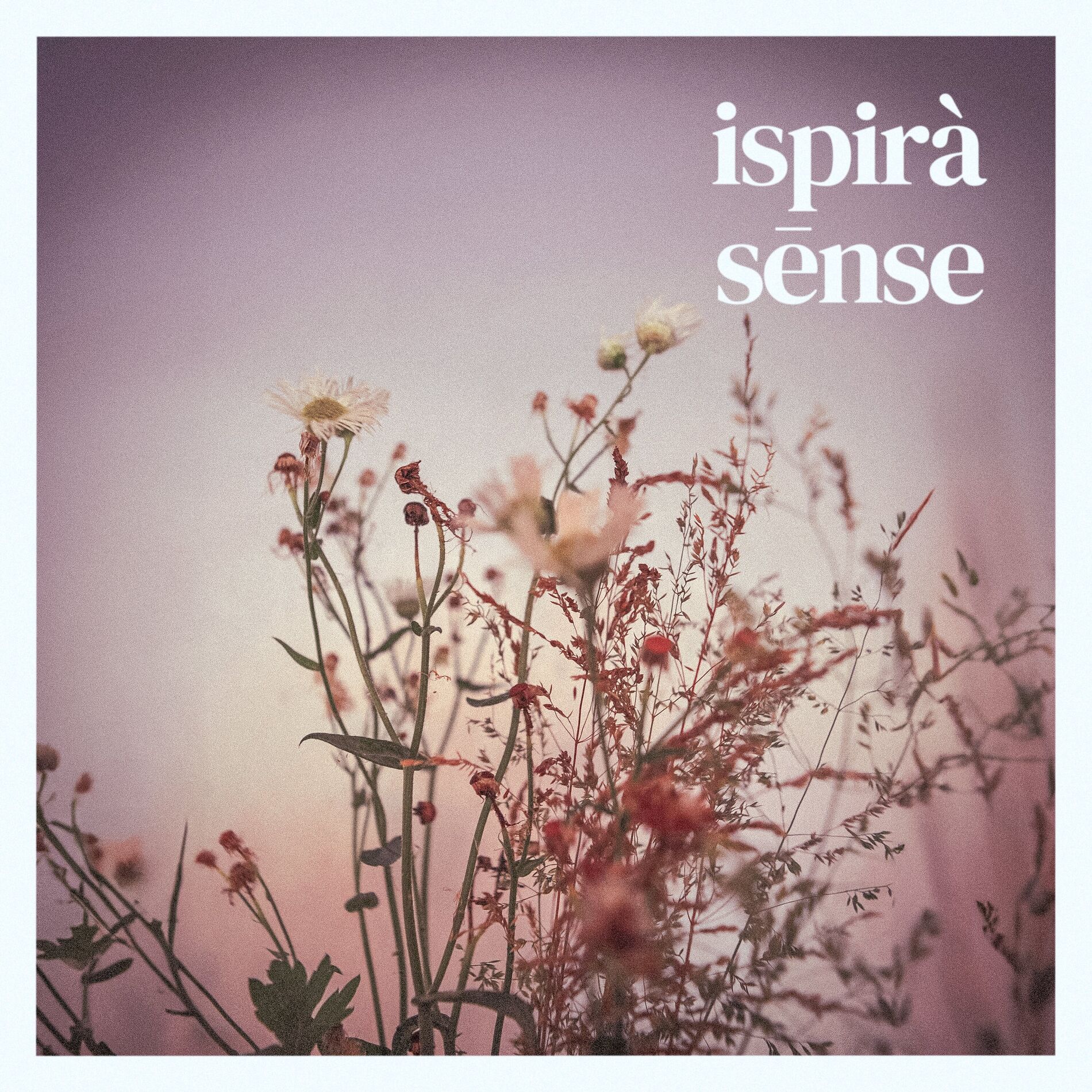 Album cover of sēnse