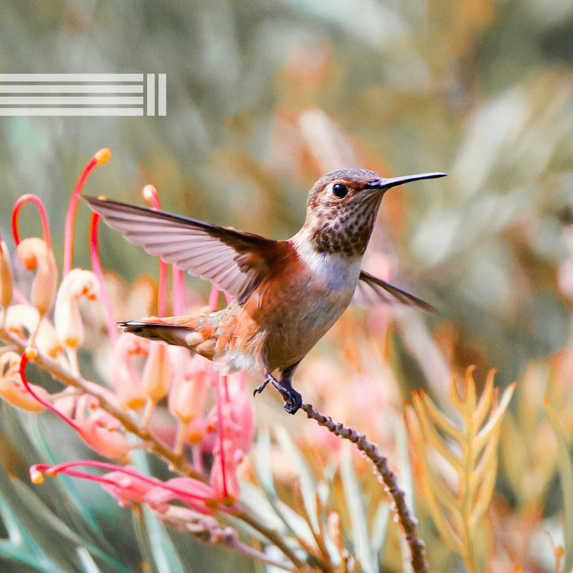 Album cover of Compilation De Chants d'Oiseaux