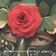 The Rose