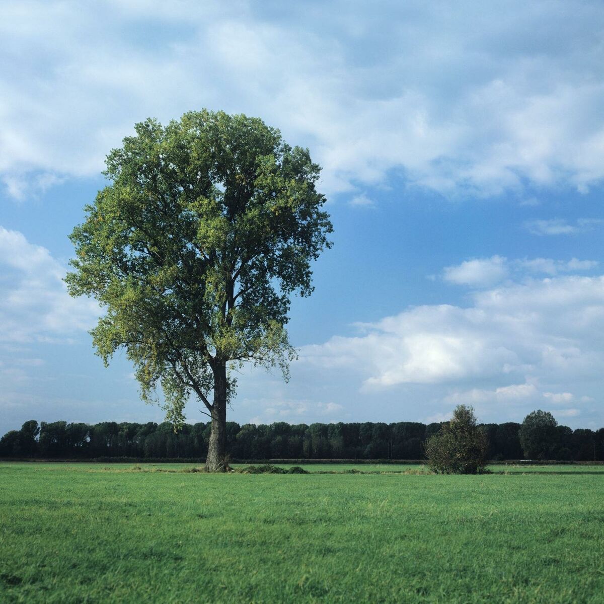 Album cover of Damarion Warren
