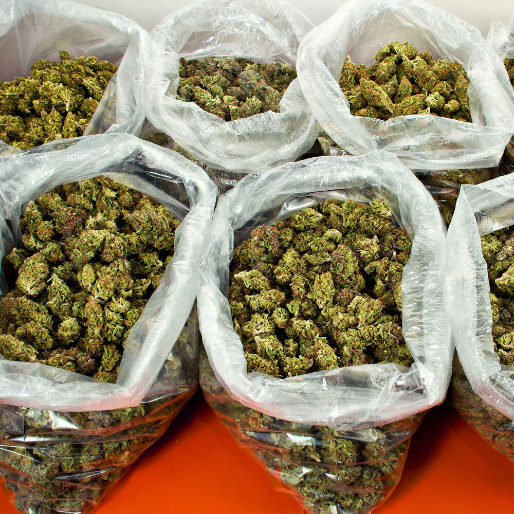 Picture of Hella Bandz