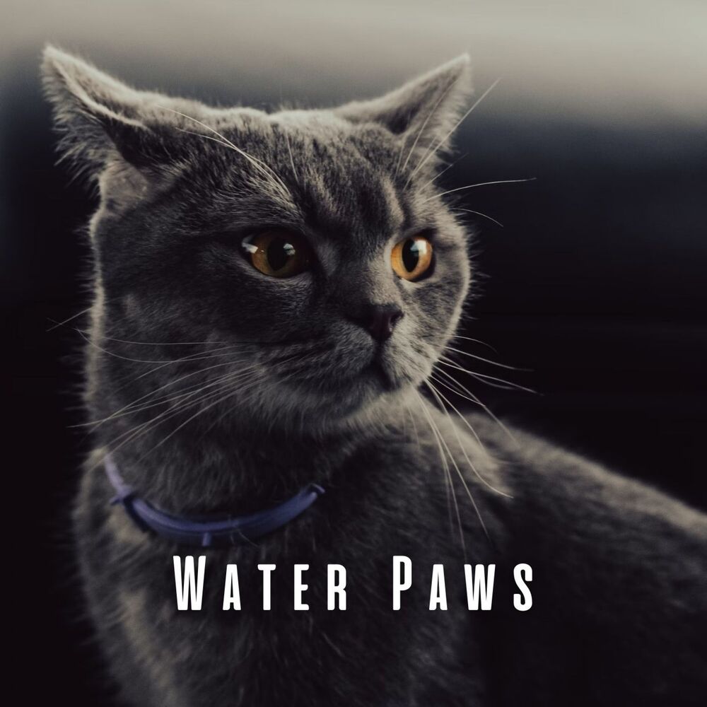 Picture of Water Paws: Chill Music for Calming Cat Companions