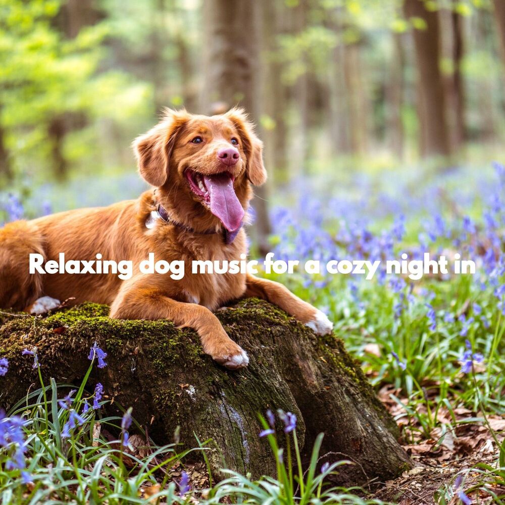 Picture of Relaxing dog music for a cozy night in