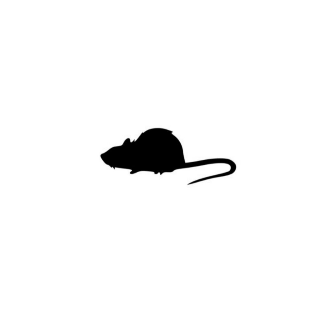 Picture of Sparrow