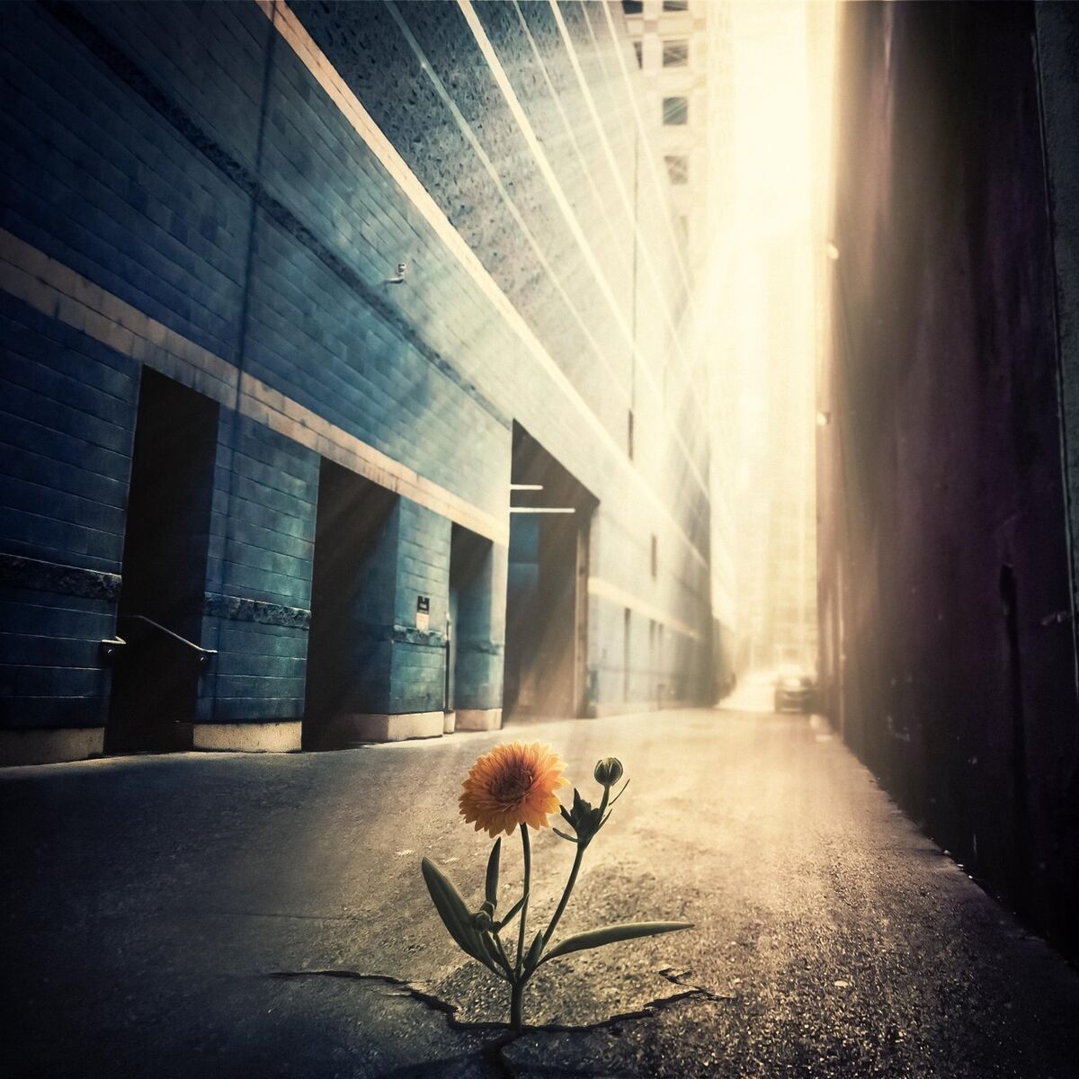 Album cover of Sunlight