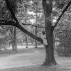 Cover of trees
