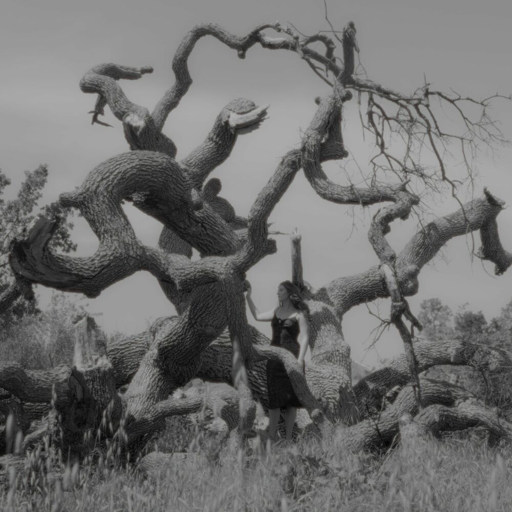 Picture of If A Tree Falls