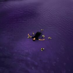 Violets From Lily