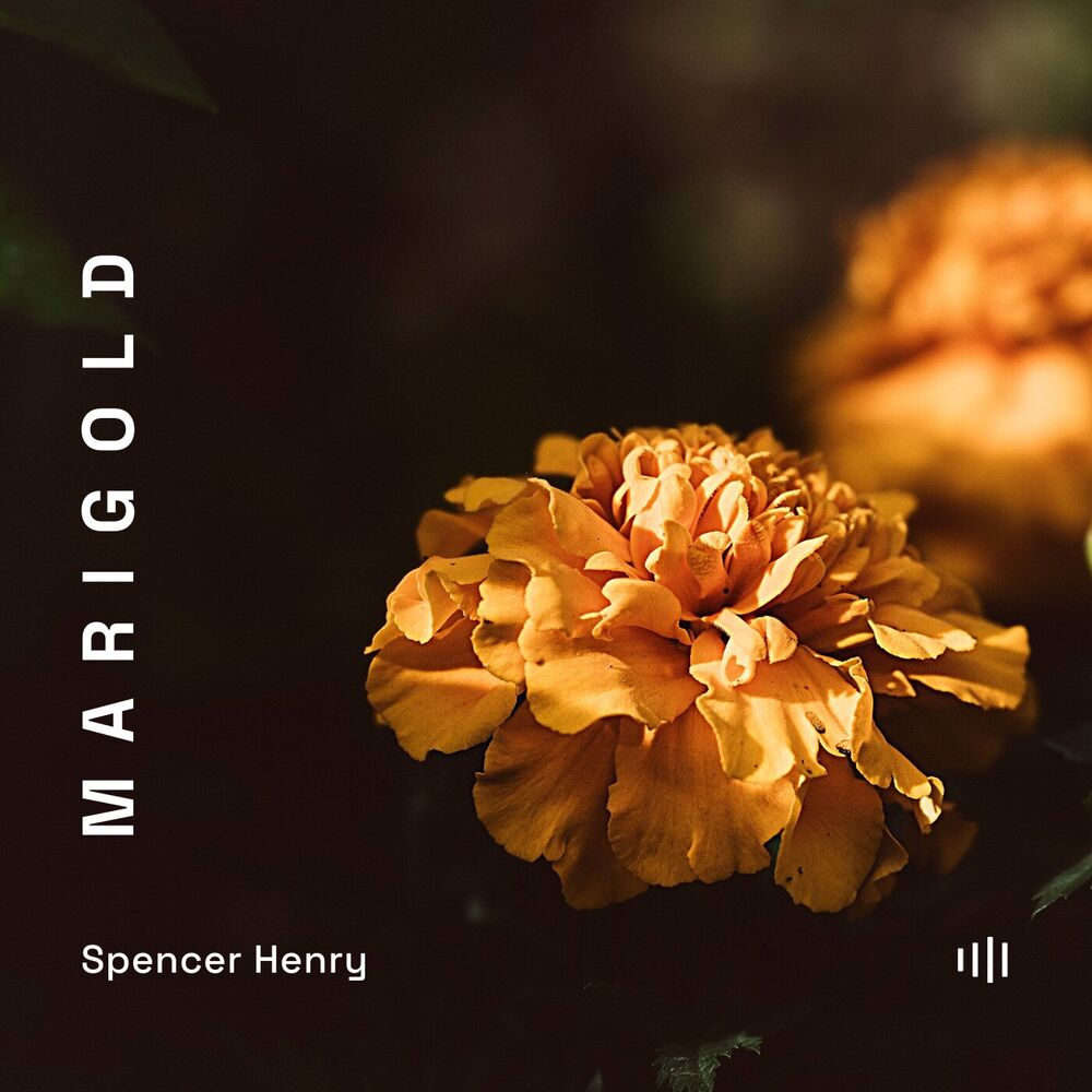 Picture of Marigold