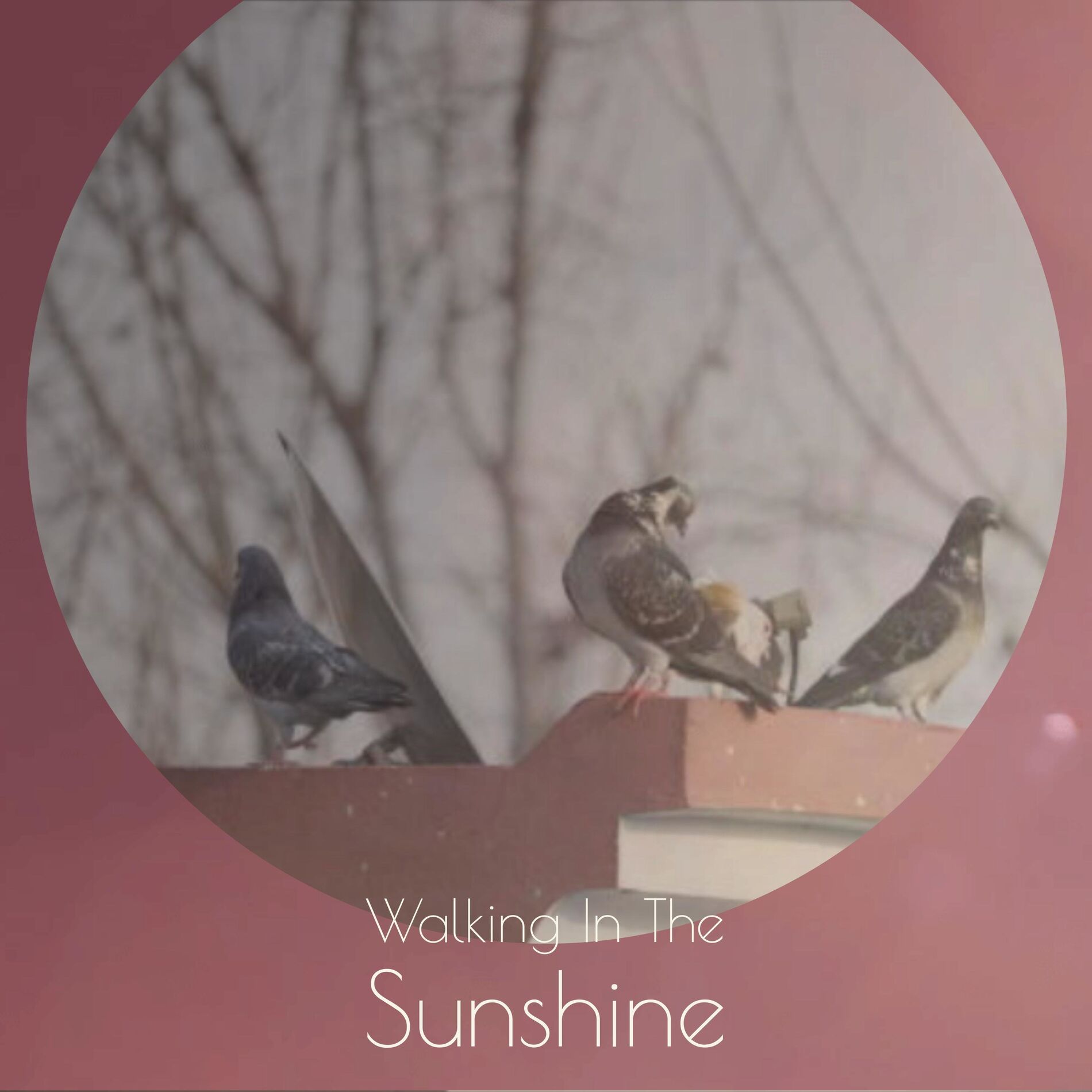 Album cover of Walking In The Sunshine