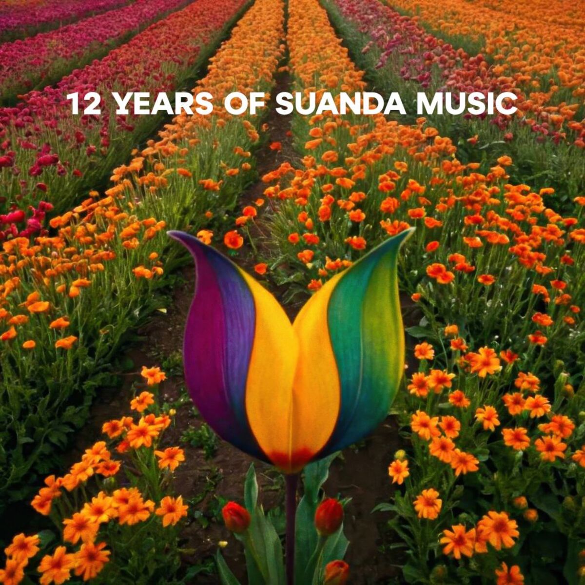 Album cover of 12 Years Of Suanda Music