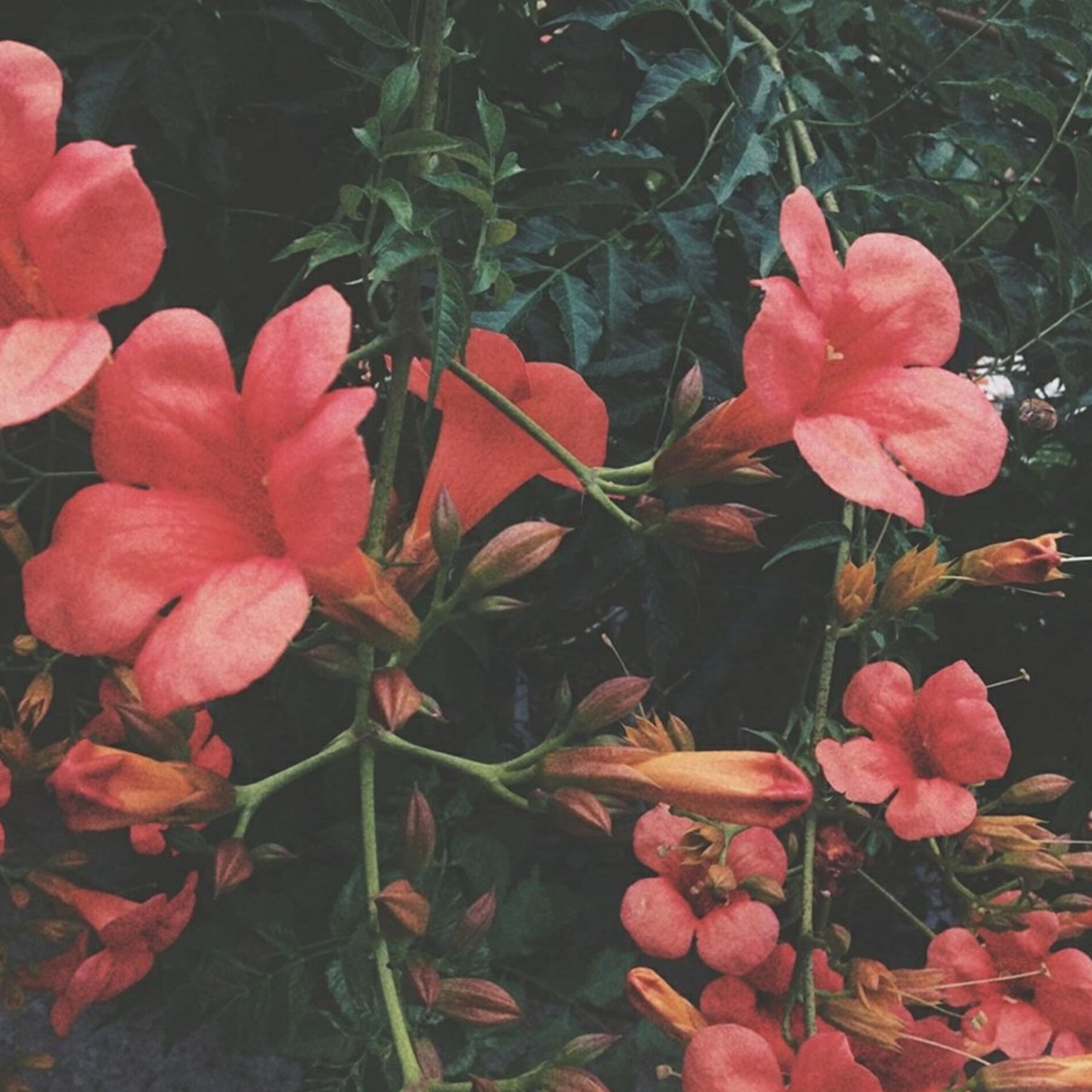 Album cover of Disguise (feat. Josh Malilay)
